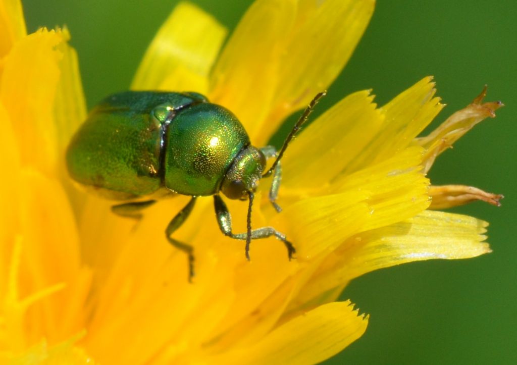 Chrysomelidae: Cryptocephalus samniticus.